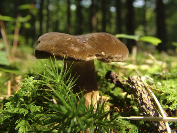 lactarius picinus