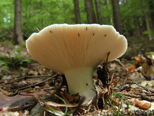 lactarius piperatus