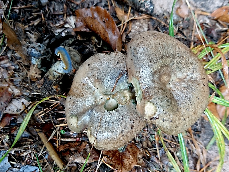 Lactarius quieticolor