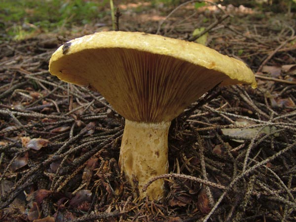 lactarius scrobiculatus