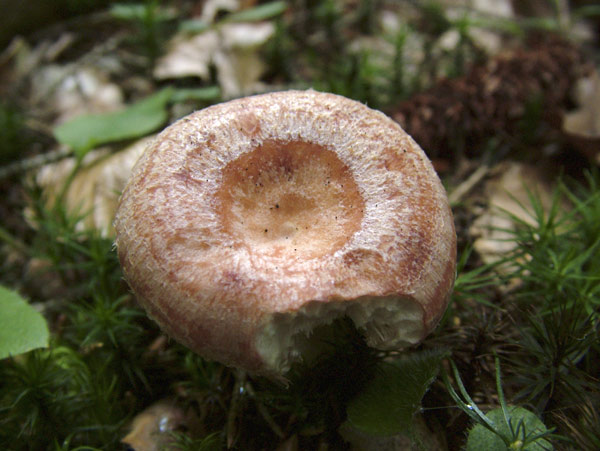 lactarius torminosus