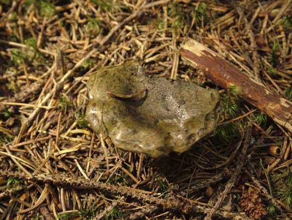 lactarius turpis