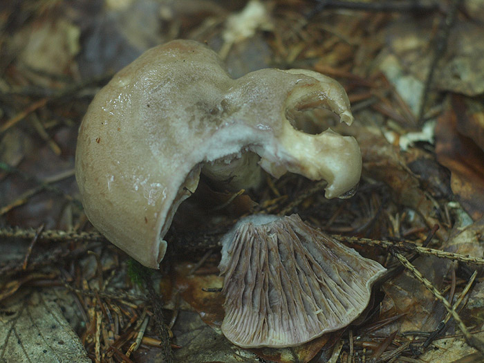 Lactarius cf. uvidus