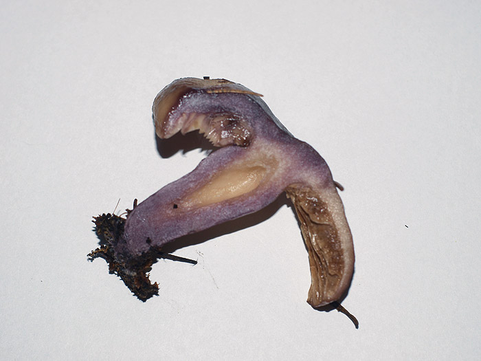 Lactarius cf. uvidus