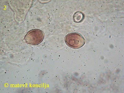 conocybe lactea - trosi