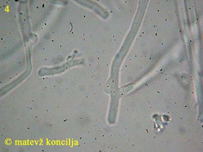 laeticorticium roseum - hife