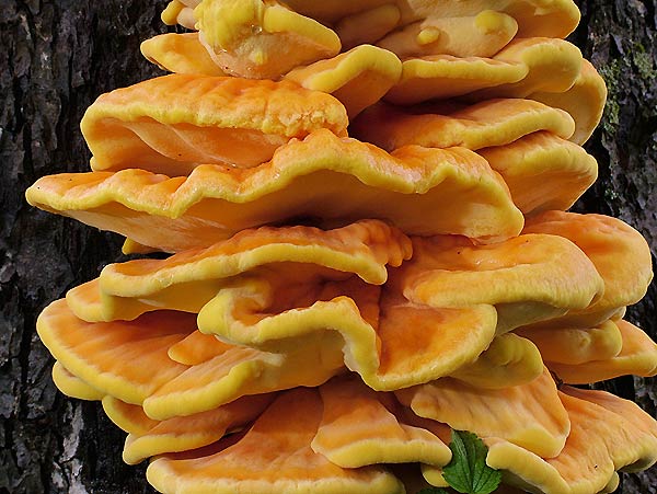 laetiporus sulphureus