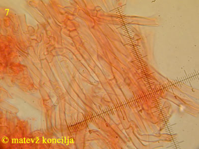 Cylindrobasidium laeve - Hyphen