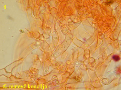 Cylindrobasidium laeve - Hyphen