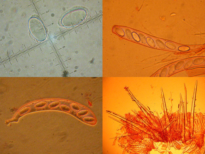 Lasiobolus papillatus - Borstiger Kotling