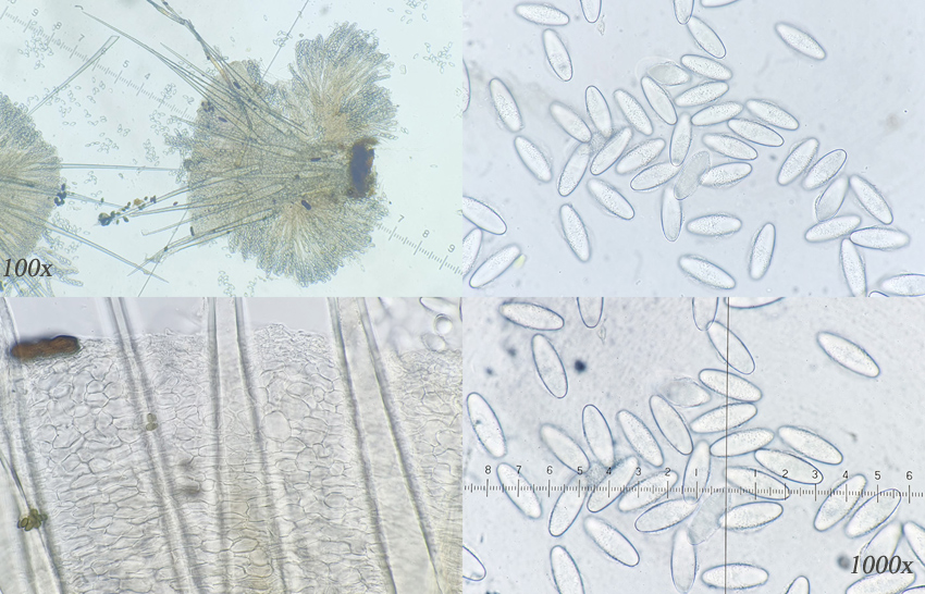 Lasiobolus macrotrichus