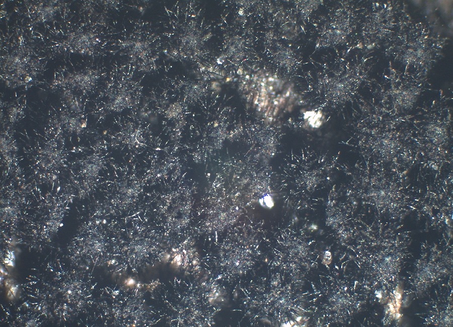 Lasiosphaeris hirsuta - Schwarzstriegeliger Kugelpilz