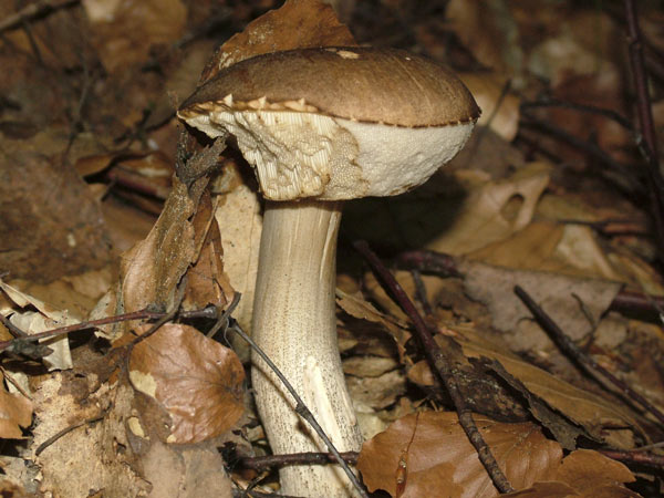 leccinum griseum