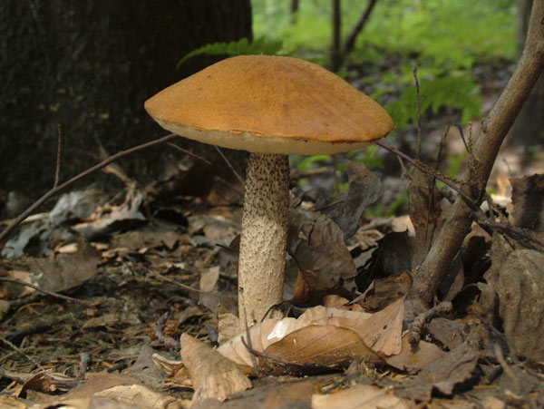 Leccinum quercinum