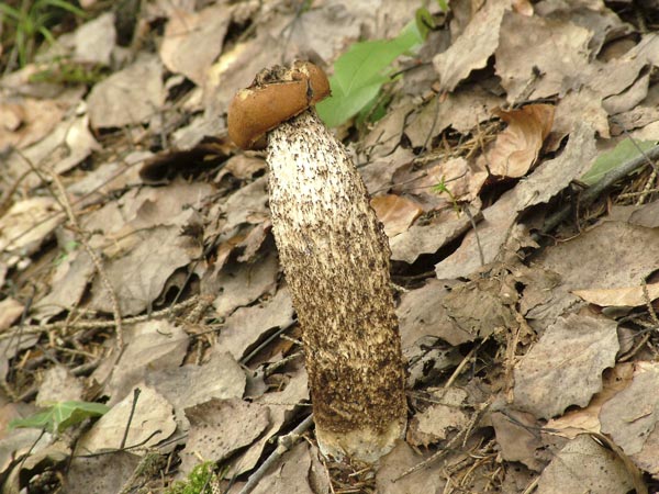 leccinum testaceo-scabrum