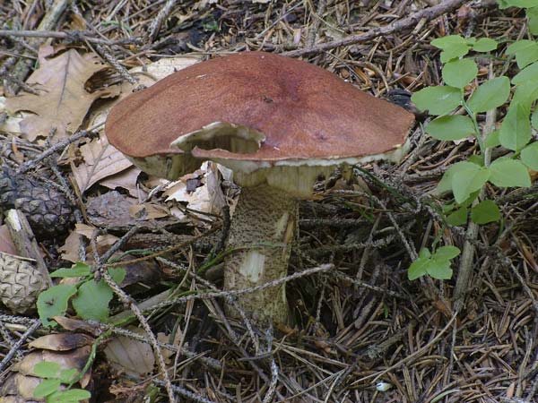 leccinum vulpinum