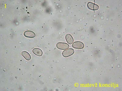 Pholiota lenta - Sporen