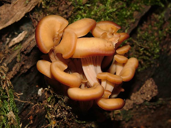 Lentinellus cochleatus