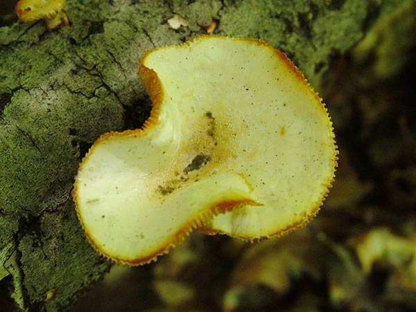 lentinus suavissimus