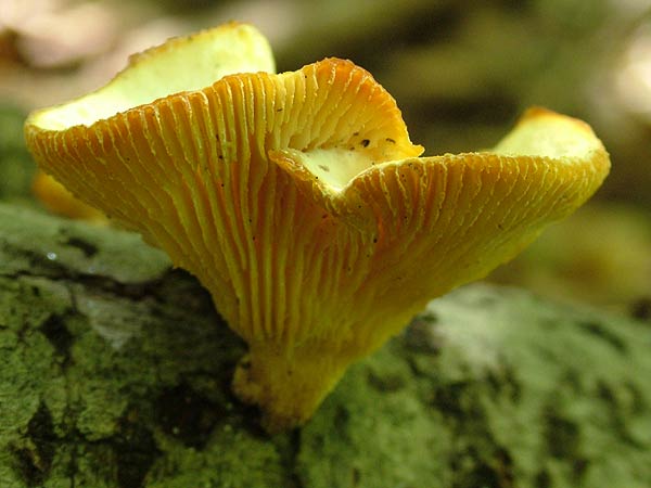 lentinus suavissimus