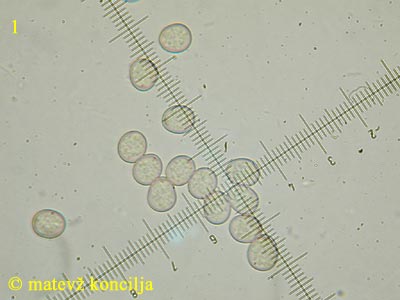 Pluteus leoninus - Sporen