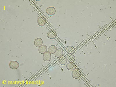 Pluteus leoninus - trosi