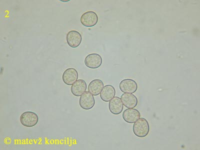 Pluteus leoninus - Sporen