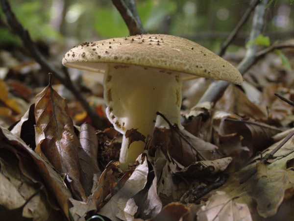 echinoderma asperum