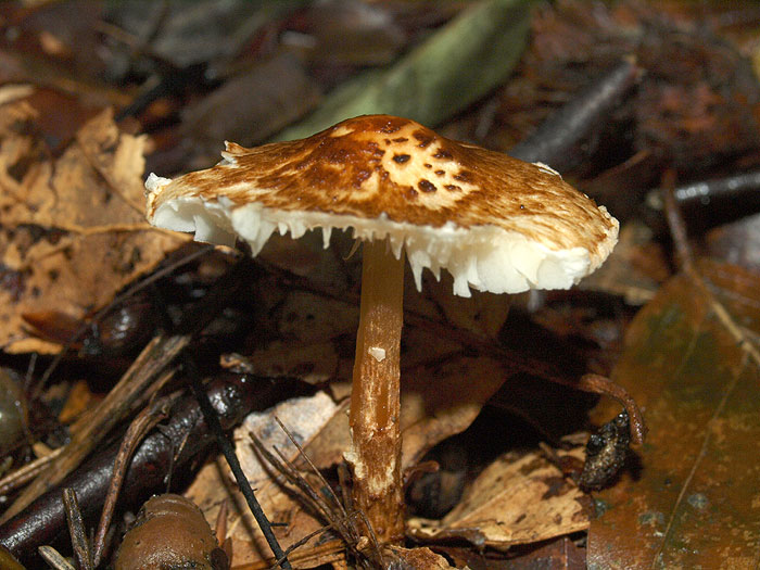 Lepiota castanea - kostanjasti deniček