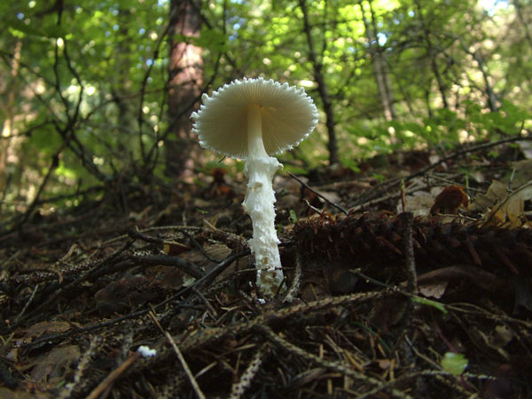 lepiota clypeolaria