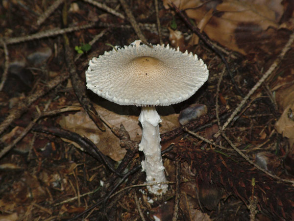 lepiota clypeolaria