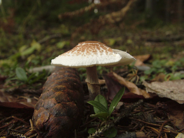 lepiota cristata