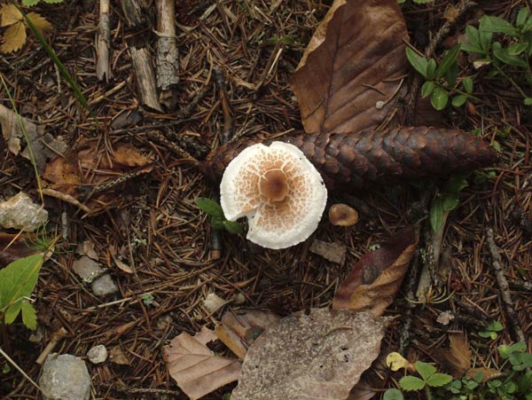 lepiota cristata