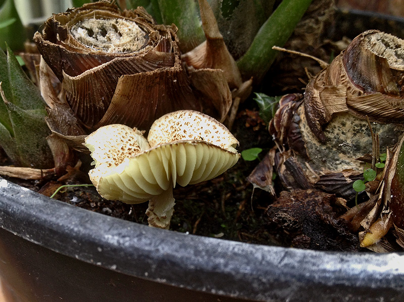 Lepiota elaiophylla - Olivbl&auml;ttriger Gew&auml;chshaus-Schirmling