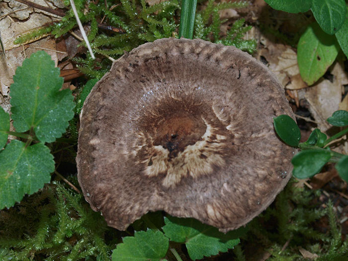 Lepiota fuscovinacea - Weinbrauner Schirmling