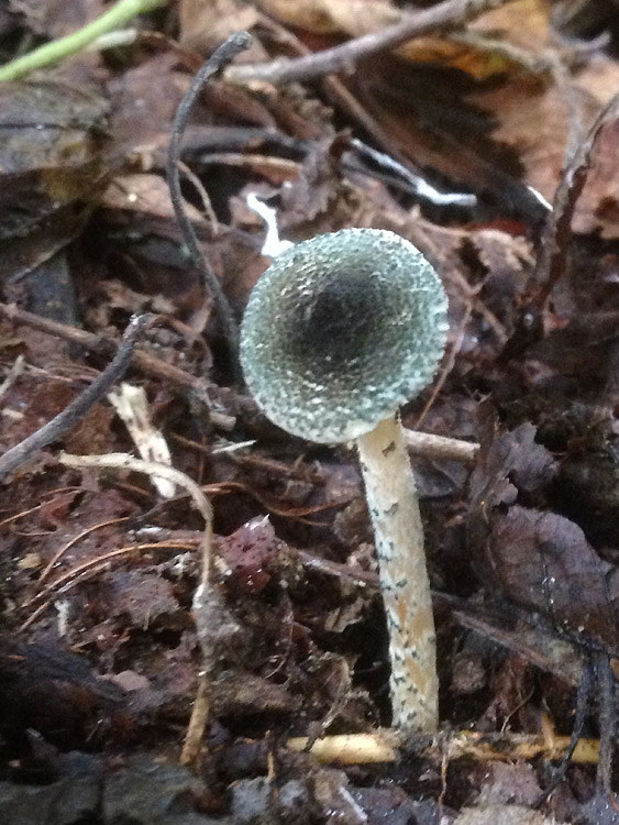 Lepiota grangei - Grünspan-Schirmling