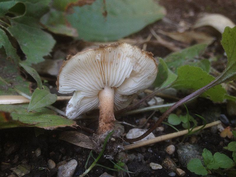 Lepiota jacobi - Wollstieliger Stachelschirmling