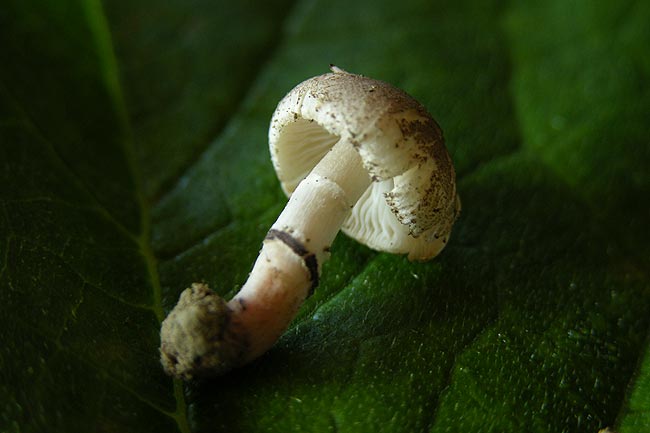 lepiota lilacea