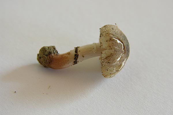 lepiota lilacea