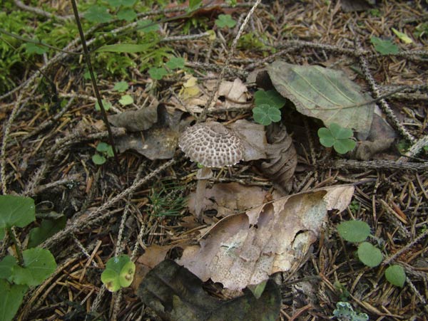 lepiota pseudolilacea