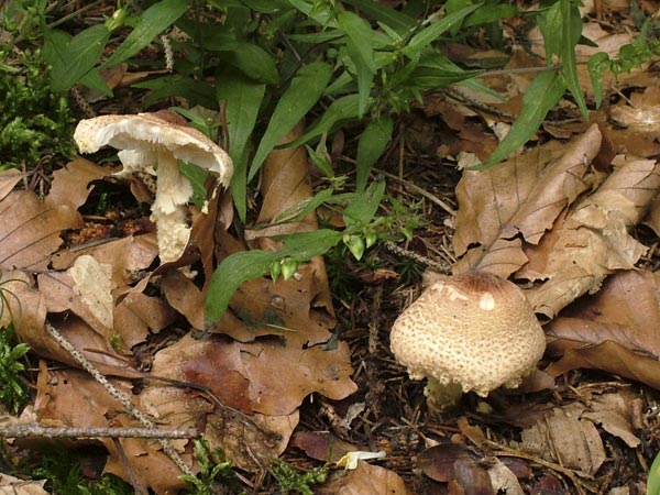 Gelbflockiger Wollstiel-Schirmling