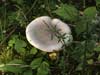 clitocybe nebularis