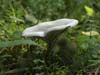 clitocybe nebularis