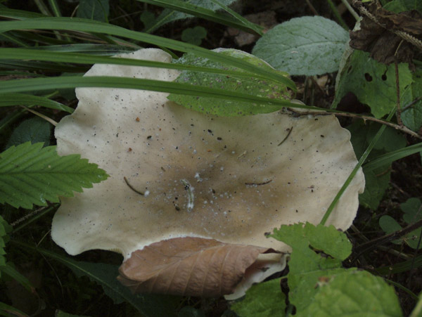 clitocybe nebularis