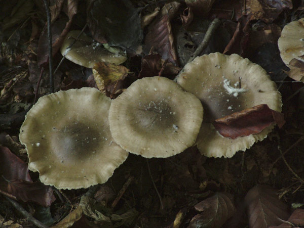 clitocybe nebularis