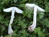 leucoagaricus leucothites