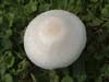 leucoagaricus leucothites