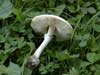 leucoagaricus leucothites