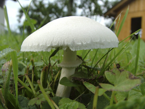 leucoagaricus leucothites