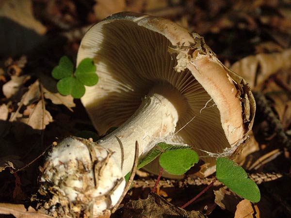 leucocortinarius bulbiger